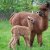 Unsere Tiere - Cecil Del Monticulo