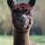 Unsere Tiere - Tiffany 476 TL